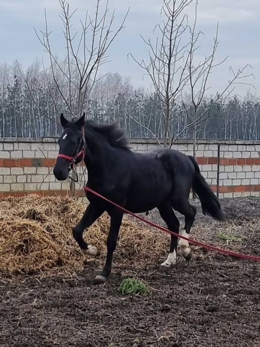 Kary ogier  na sprzedaż