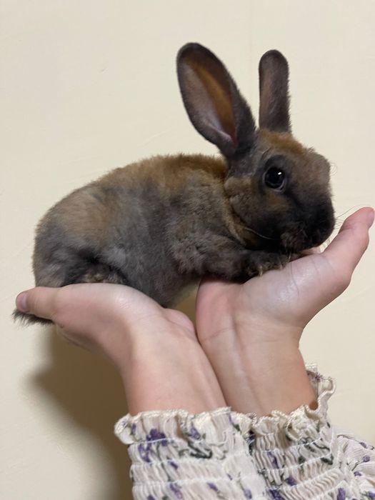 Кролики 1,5 місяців