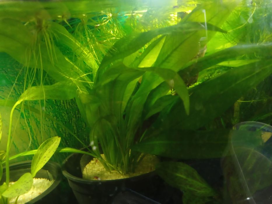 Roślin akwariowe - Echinodorus /Zabienice/  - Promocja