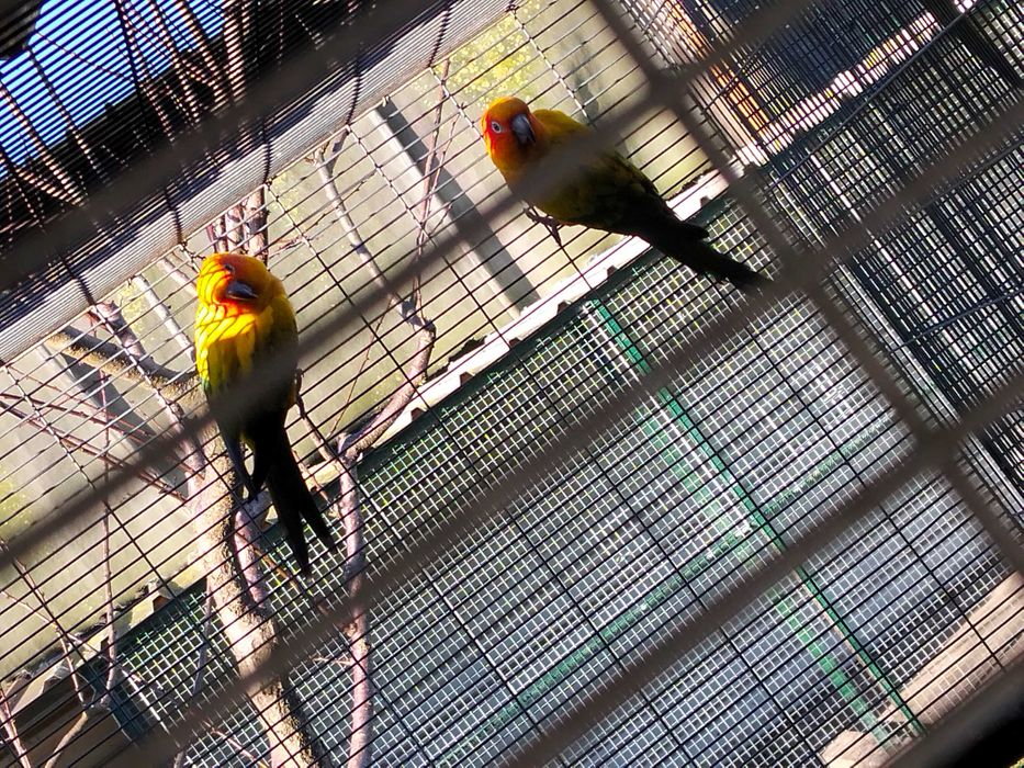 Vários casais adultos