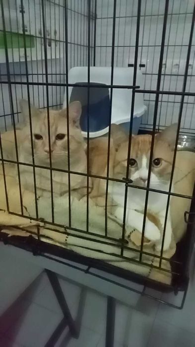 Gatinhos abandonados para adoção