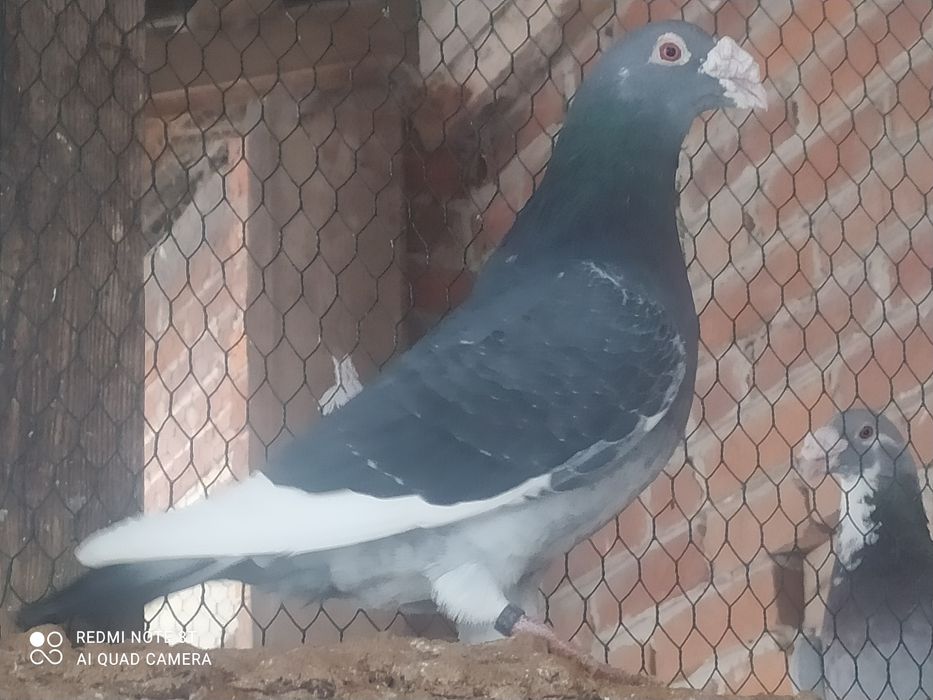 Gołębie staropolskie