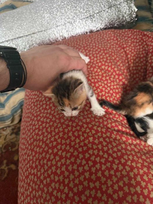 Коти Ізюм віддам в добрі руки