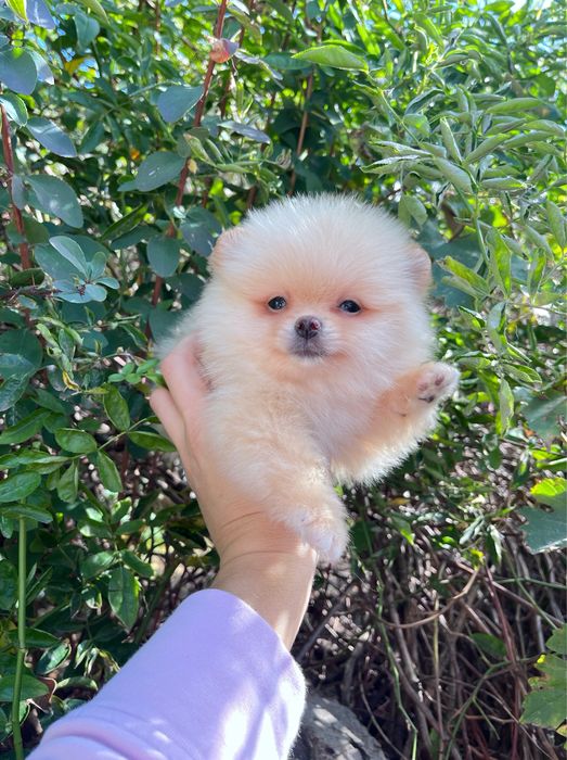 Продається цуценя шпіца — дівчинка 2 місяці