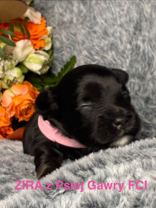 HAWAŃCZYK ZKwP szczeniaczek