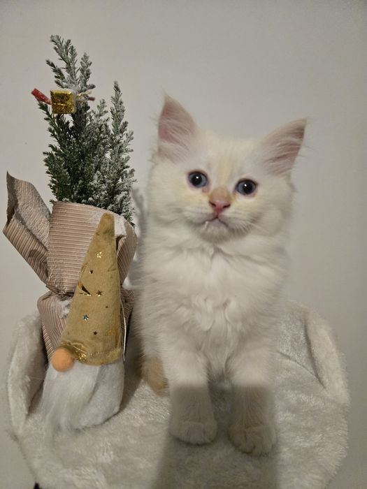 OSTATNI Kocurek Ragdoll FPL