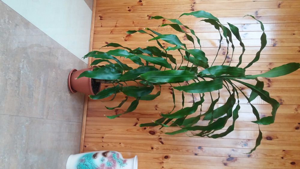 Драцена, фікус -дерево щастя, красиво, подарунок на довгі роки.