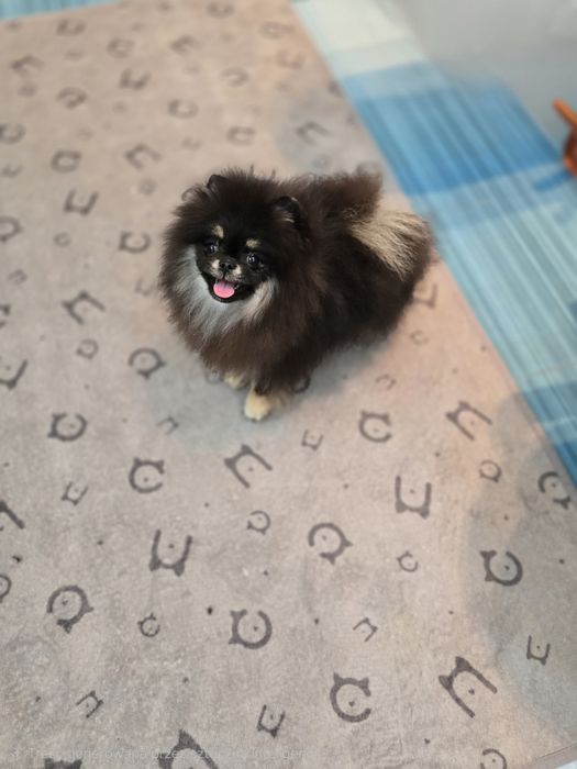 Przepiękną sunia pomeranian FCI  typie misia