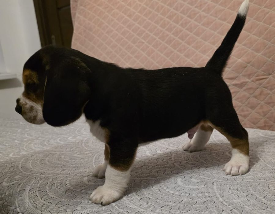 Beagle Szczenię gotowy do odbioru