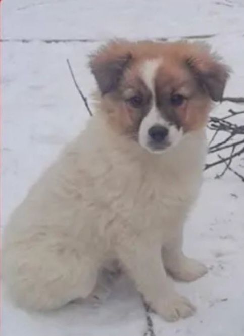 Отдам даром в добрые руки щенков метисы маленькой породы