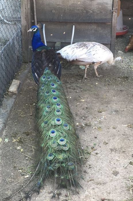 Pavão Asa Negra macho (1 ano e meio)