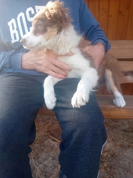 Suczka border collie