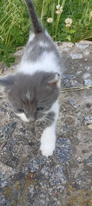 котята черно-белые