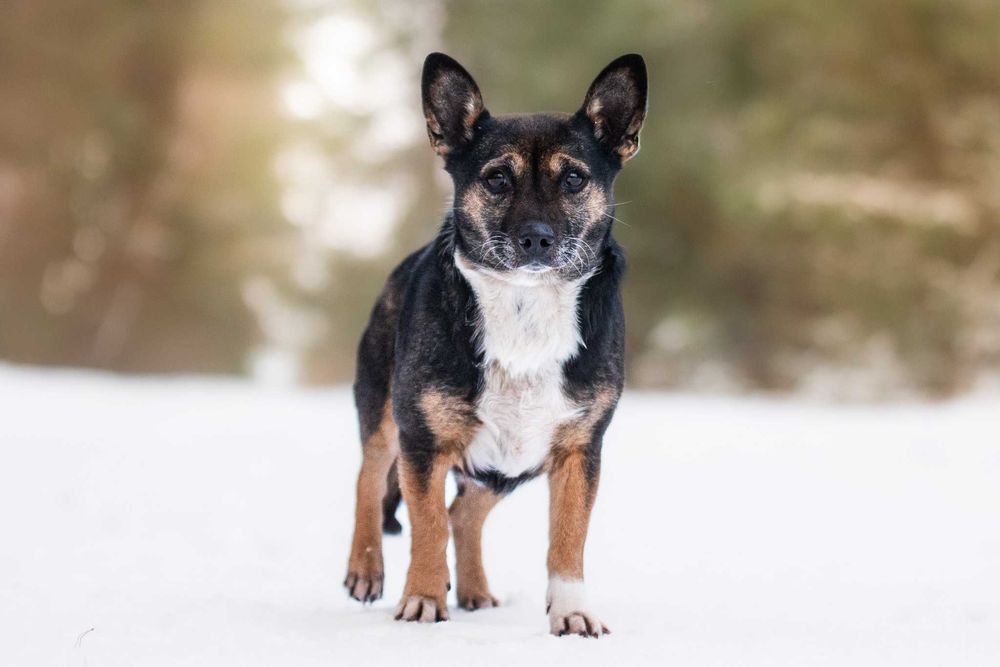 Yamarica: łagodna i spokojna słodzinka