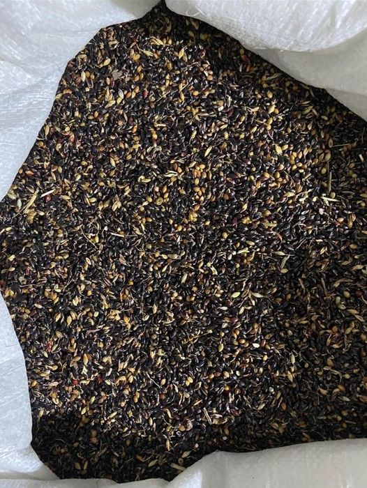 Продам насіння суданки