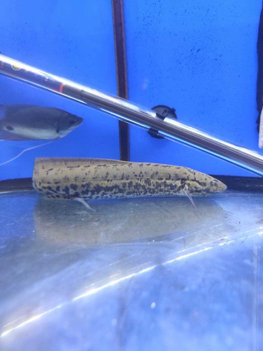 Protopterus annectens 24-26cm