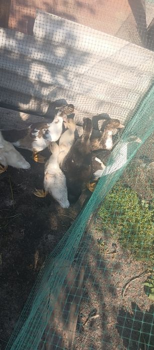 Продам індо каченята