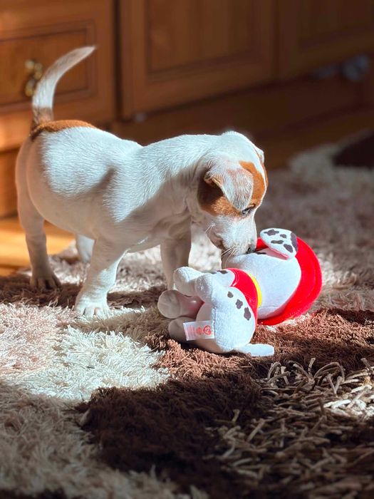 Piesek Jack Russell terrier