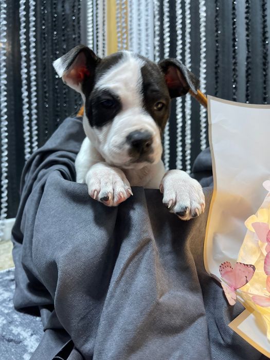 Американський стаффордширський терєр (амстафф)