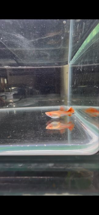 Guppys Full Red Albinos (casal)