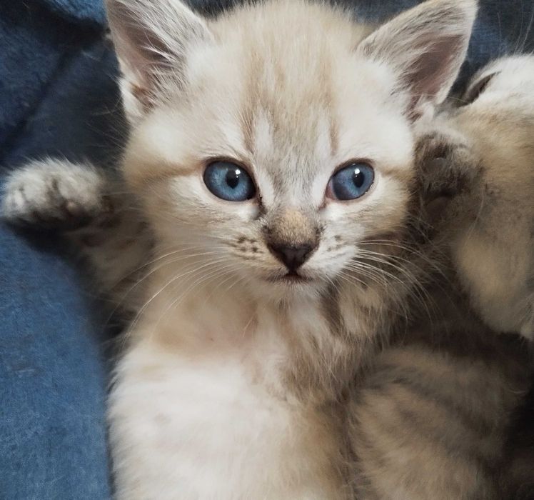 Gatinho maravilhoso para companhia