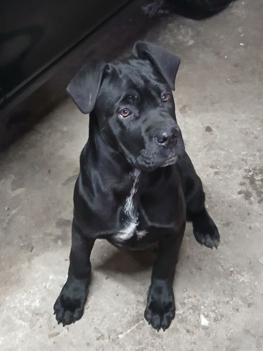 Кане корсо собака