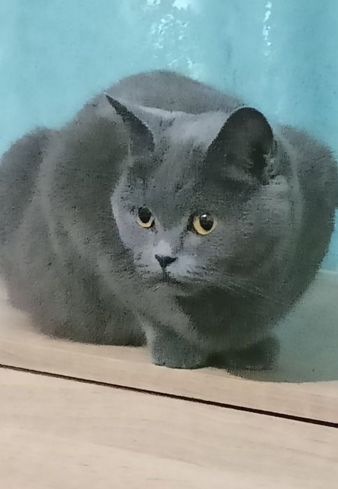Продаються кошенята