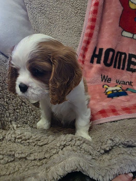 Cavalier King Charles Spaniel / suni