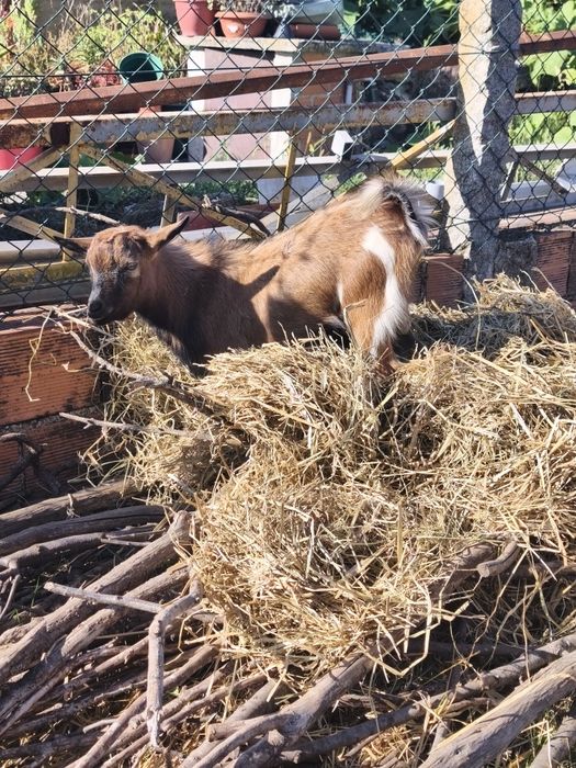 Cabras micro anãs