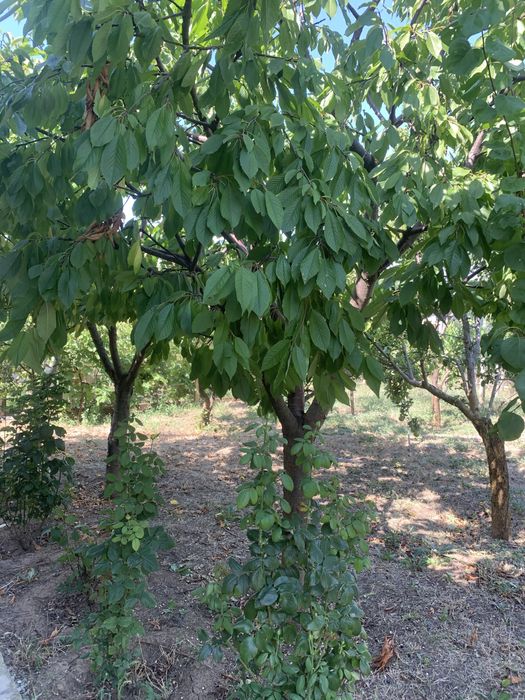 Продається дом в дачном кооперативі