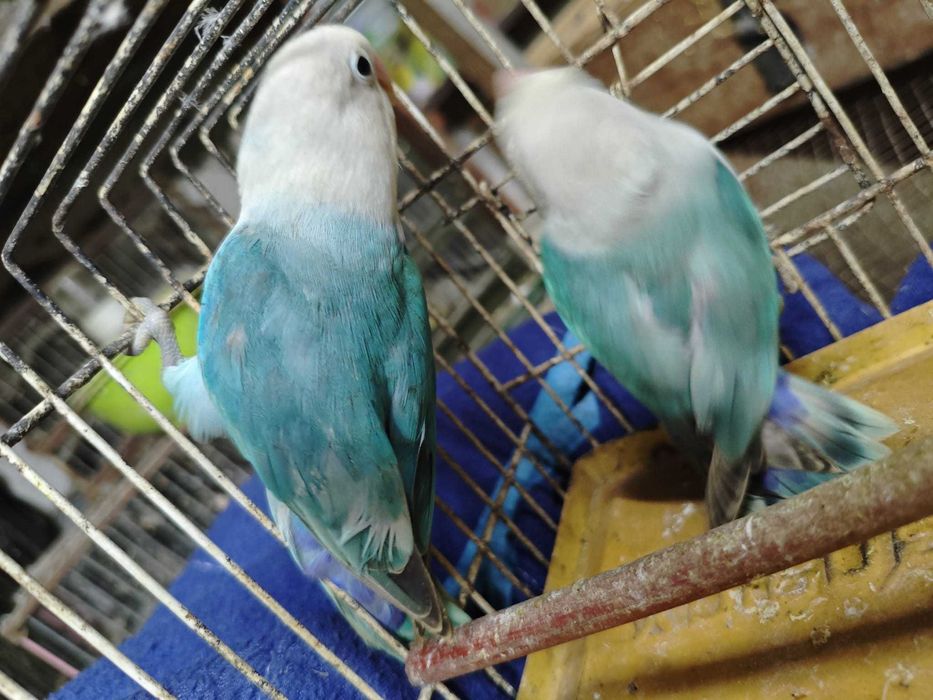 Fisher 2 casais muito bonitos