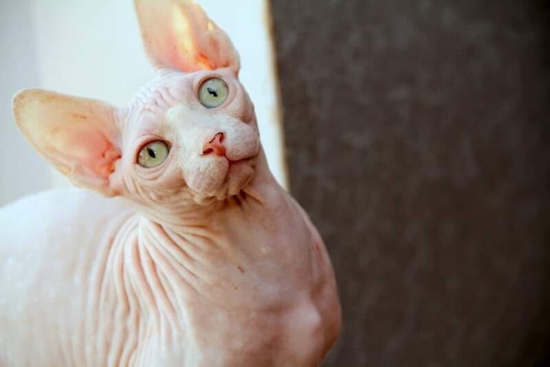 счастье это сфинкс