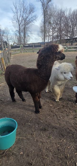 Sprzedam 3  alpaki - samce