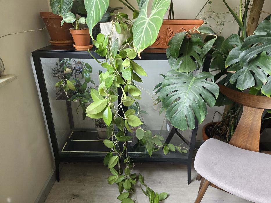 Witryna Milsbo czarna - IKEA