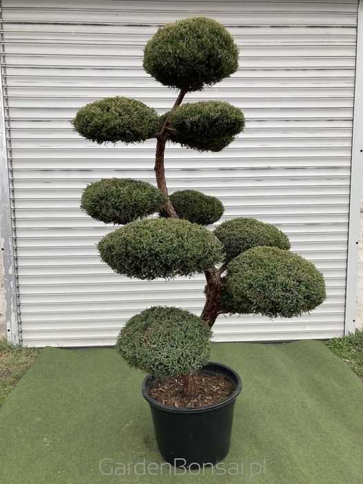Bonsai z Jałowca "Mint Julep" - Jun. media "Mint Julep" -180 cm