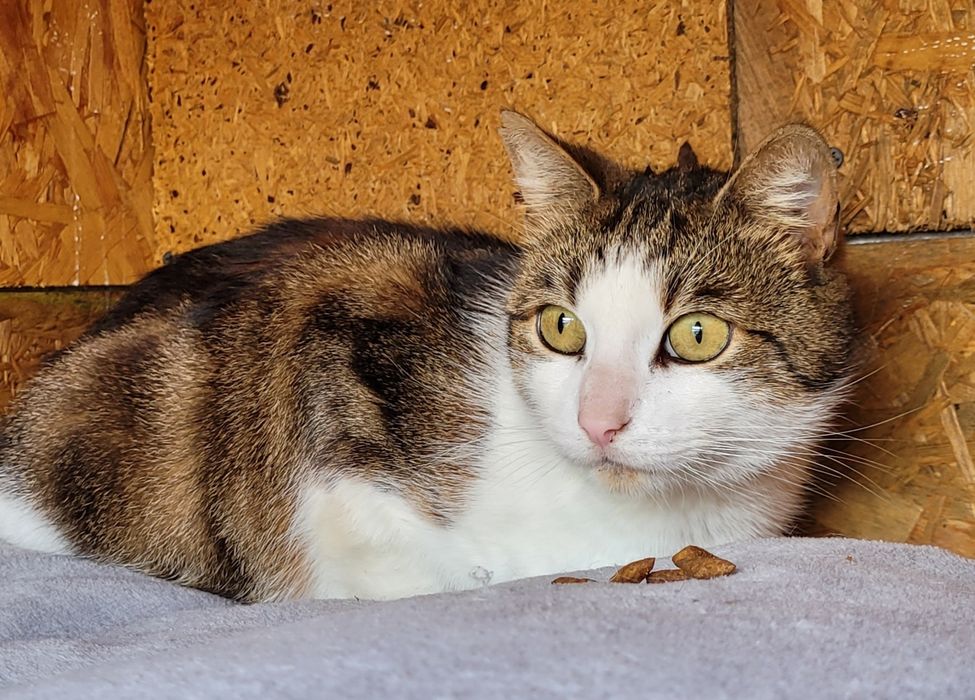 Ben z białaczką czeka na dom