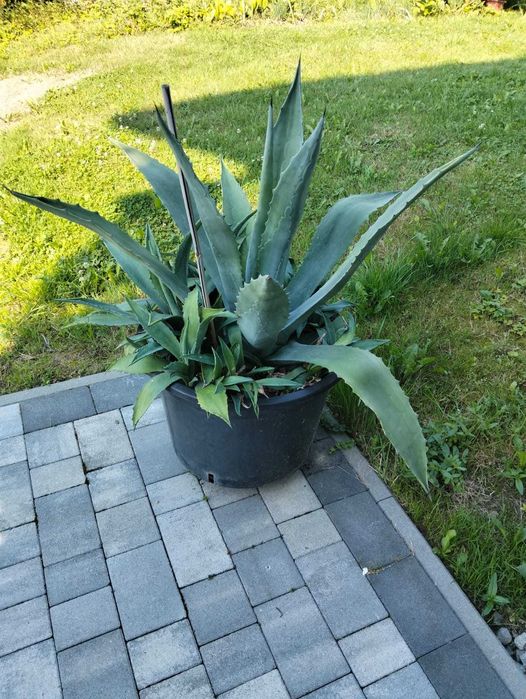 Agawa Agawa duża
