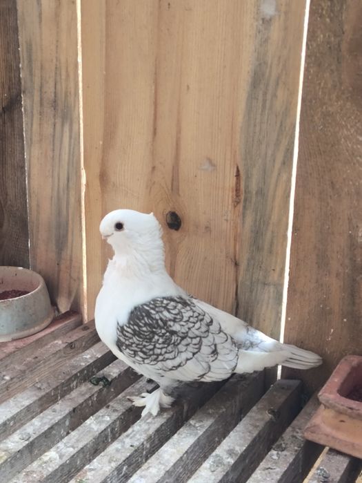 Mewki orientalne satynety para