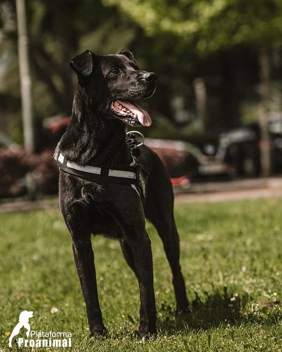 PIRATA - Cãozinho para Adoção!