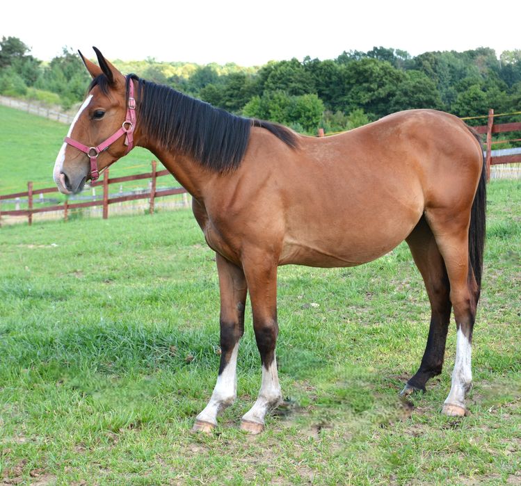 Klacz sp Korsyka po Pablo śl