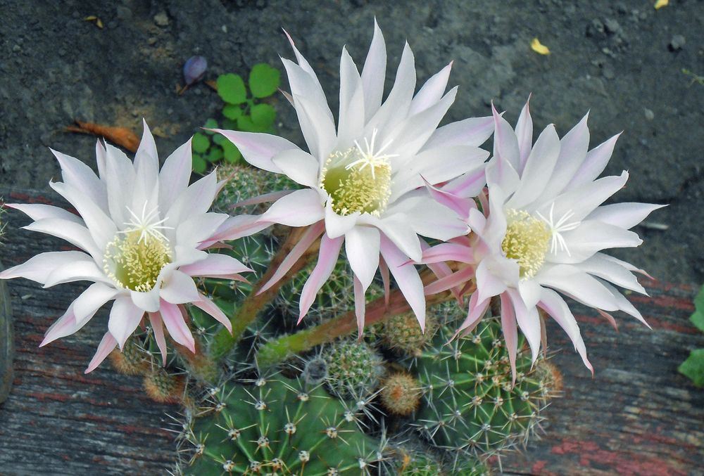 Кактуси зелені колючі квітнуть