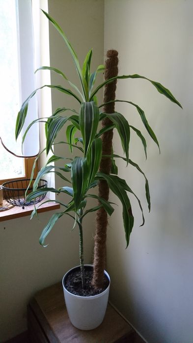 Dracena deremeńska lemon lime
