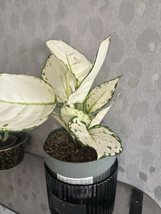 Roślina Aglaonema White Joy