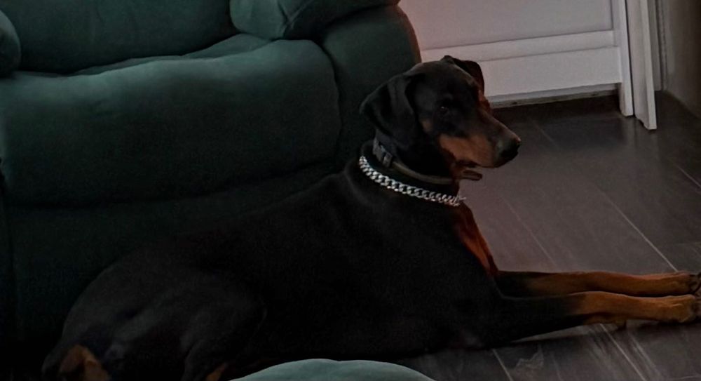 Віддам у добрі руки