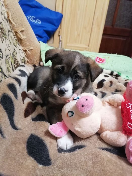 Щеня-хлопчик шукає дім і турботу