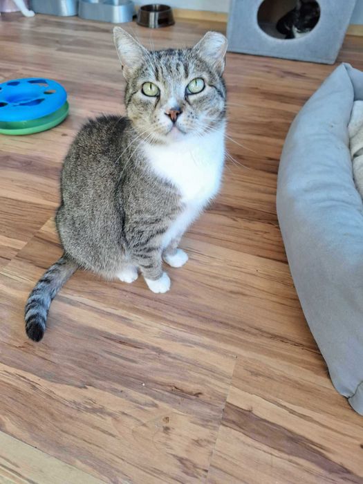 Pokochaj starszą chorą kotkę, okaż serce