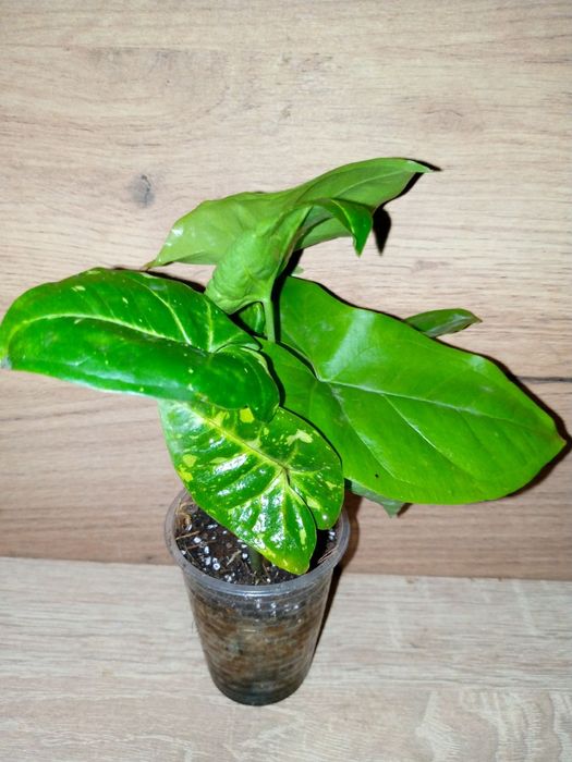 Syngonium collection/ колекція сингоніумів 12 різних сортів