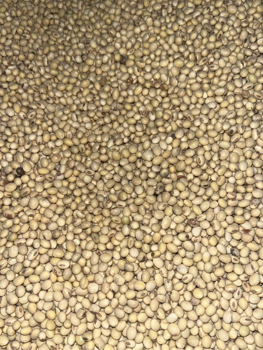 Соя Максимус та Аполло ГМО Посівматз