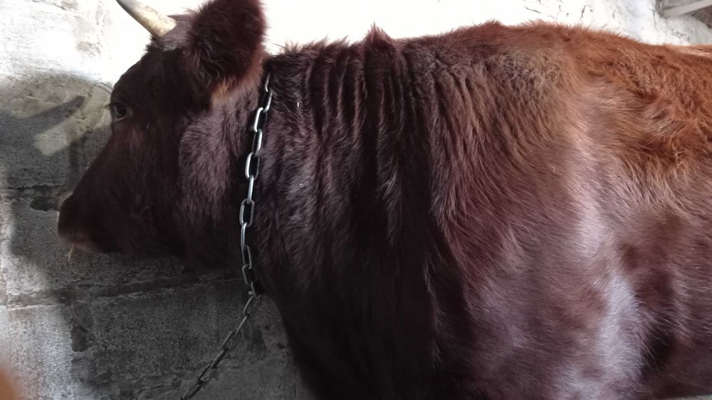 Продам теличку добре вгодовану