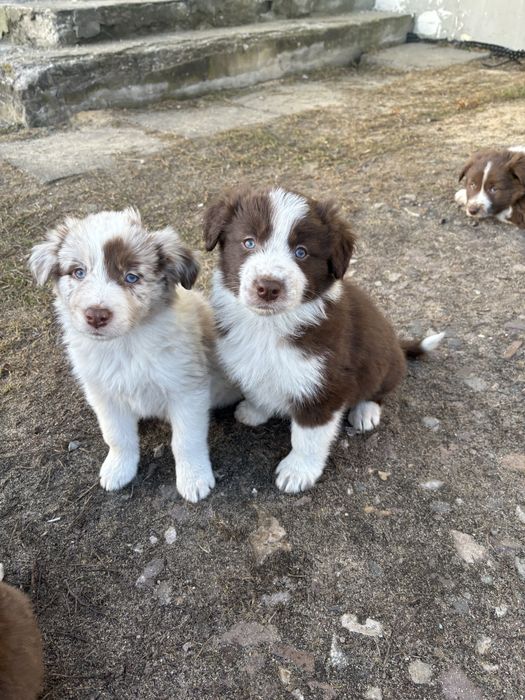 Piesek Border Collie